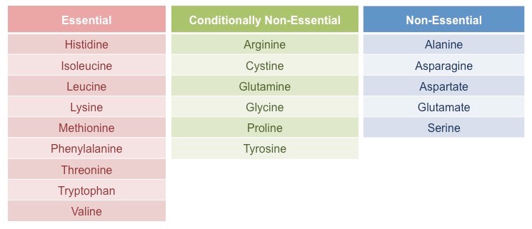 the-basics-of-nutrition-protein-carbohydrate-and-fat-explained