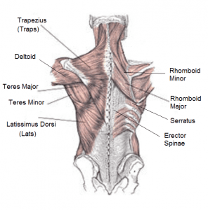 back-muscle-anatomy