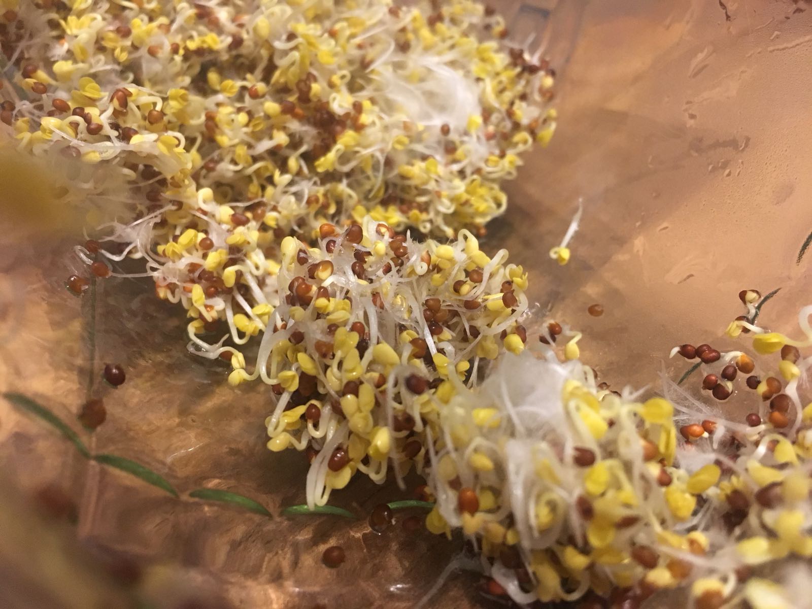 broccoli sprouts small hairs