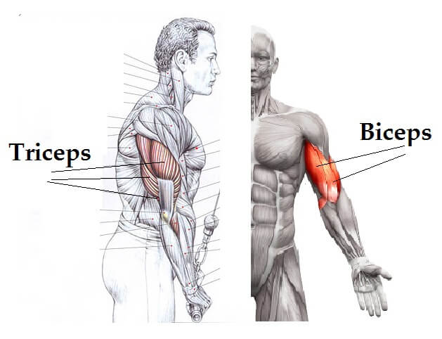 bicep tricep anatomy diagram muscle