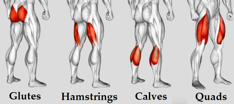 major leg muscles